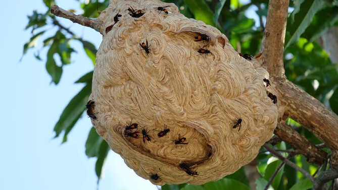 Nid de frelons asiatiques dans un arbre