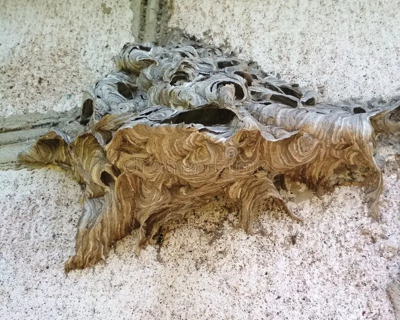 Nid de guêpes dans un mur