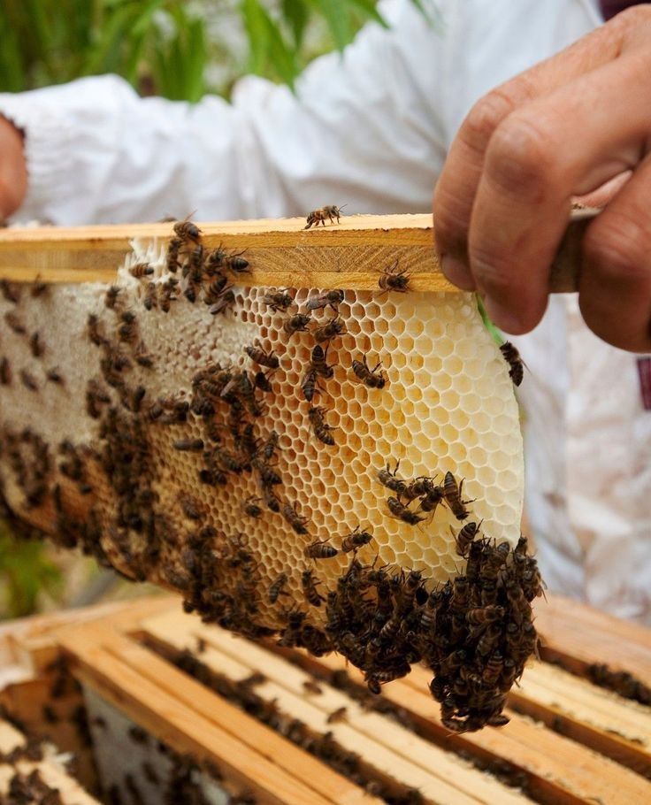 Ruche d'abeilles